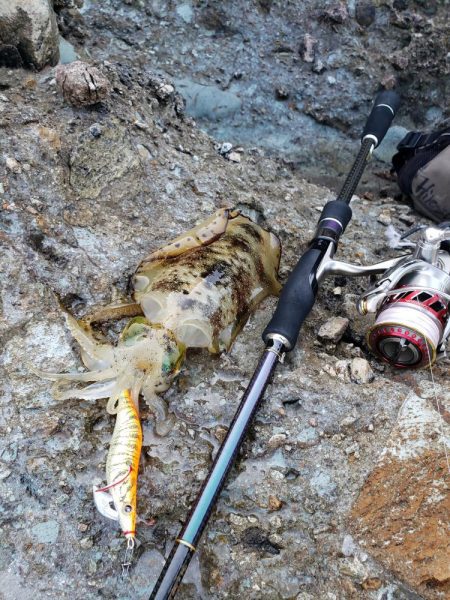 青モンは留守でした