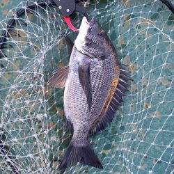 久しぶりのヘチ釣りでしたが