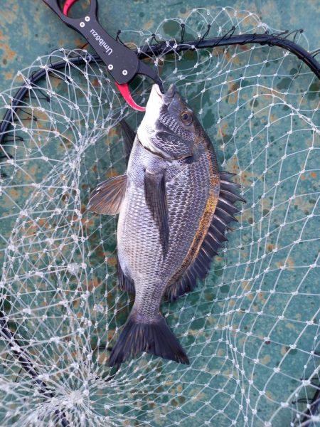 久しぶりのヘチ釣りでしたが