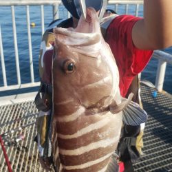 マハタとコウイカが釣れました❗