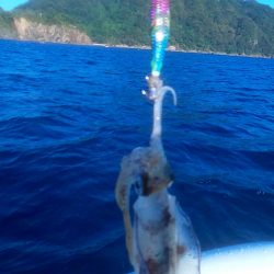 秋イカは簡単なの？