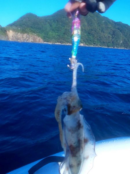 秋イカは簡単なの？