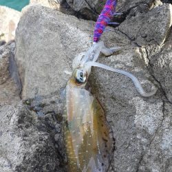 久しぶりに日本海へ