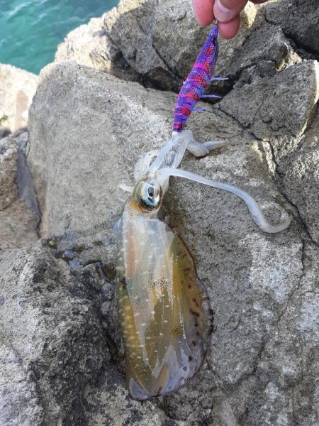 久しぶりに日本海へ