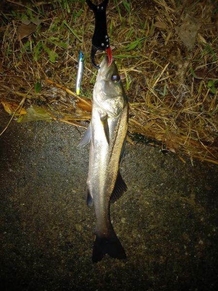 常夜灯の下で魚影がみえた