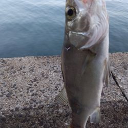 アジング～シーバス