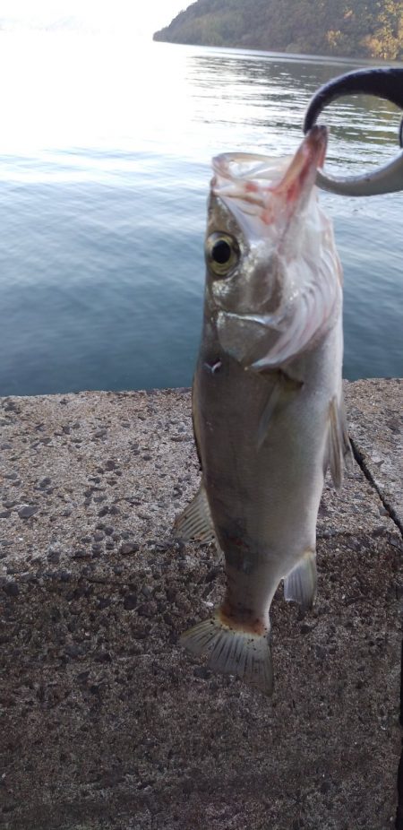 アジング～シーバス