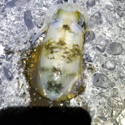 久しぶりにエギング