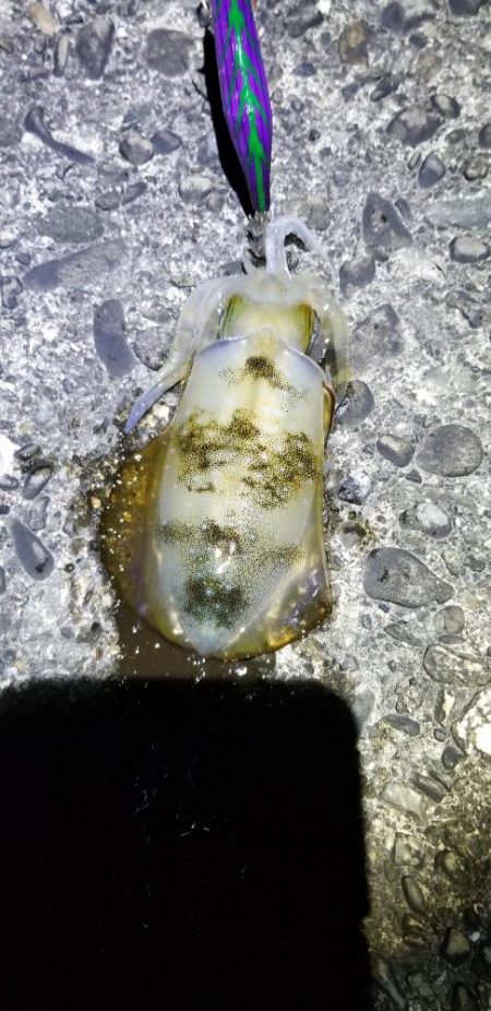 久しぶりにエギング