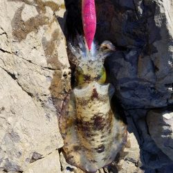 リベンジならず秋サイズ(..)