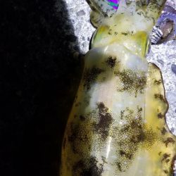 エギング 南は少し大きいのかな?