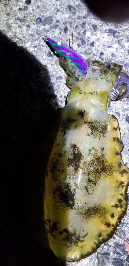 エギング　南は少し大きいのかな？