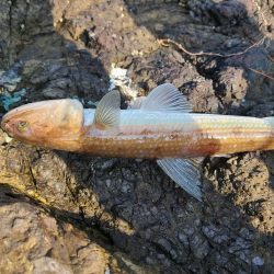 今日は不発rルアー