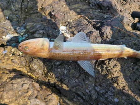 今日は不発rルアー