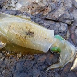 んー渋いです。