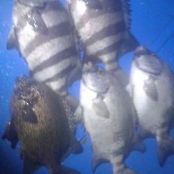 石鯛(中型)(小型)