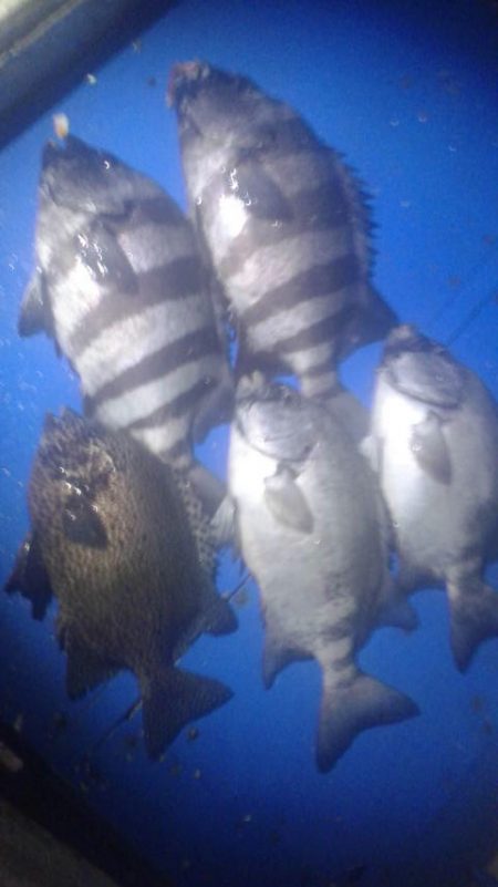 石鯛(中型)(小型)