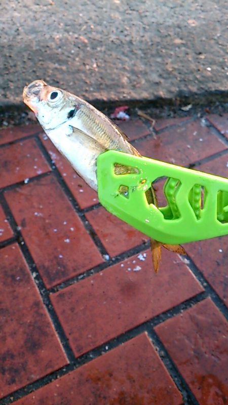 たまには親孝行