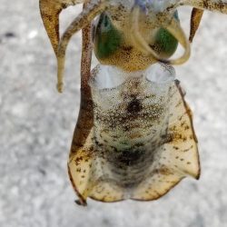 サイトエギング