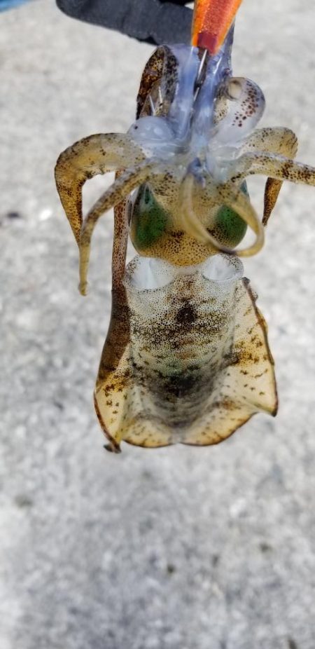 サイトエギング