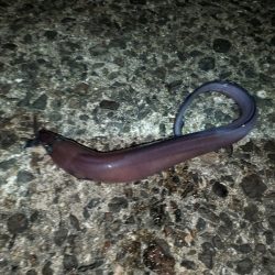 いざ、小浦一文字