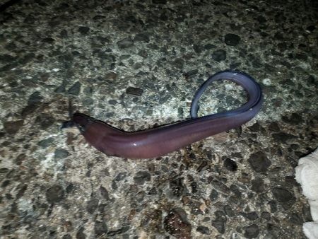 いざ、小浦一文字