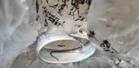 タチウオ釣りたかった