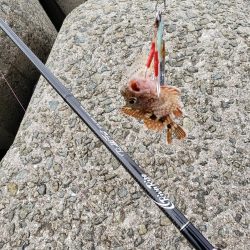 サヨリはいるんですが