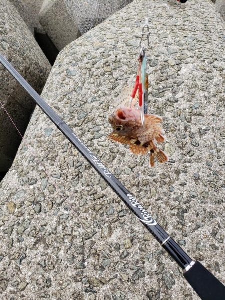 サヨリはいるんですが