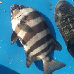 石鯛(中型)(小型)