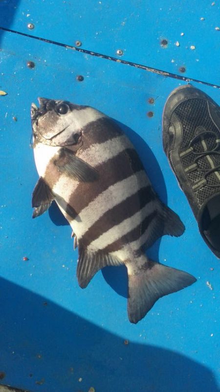 石鯛(中型)(小型)