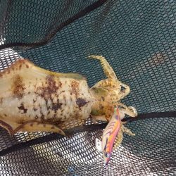 久しぶりのボートエギング