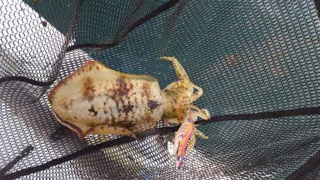 久しぶりのボートエギング