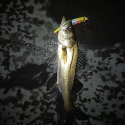 雨の直後でいい濁りでした