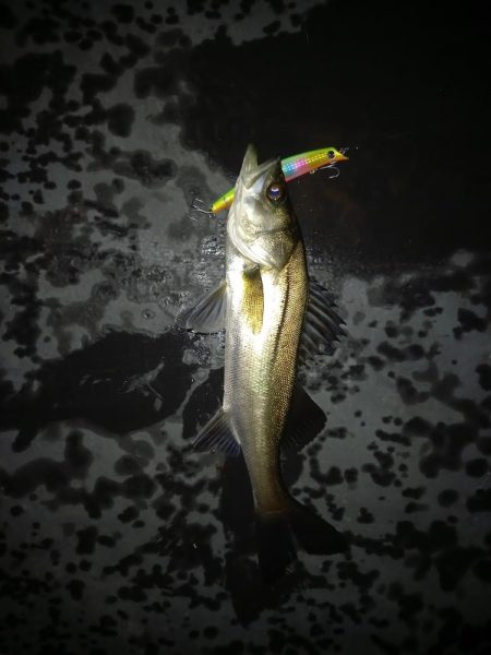 雨の直後でいい濁りでした