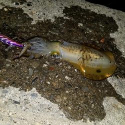 久しぶりのナイトエギング(^^)v