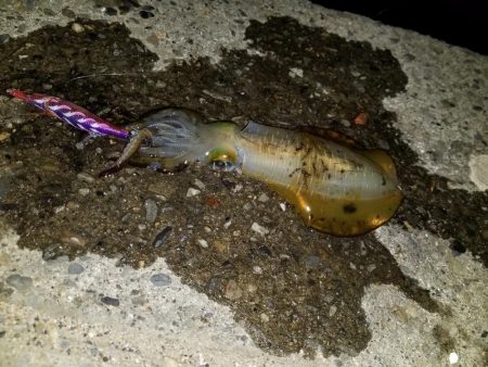 久しぶりのナイトエギング(^^)v