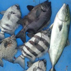 石鯛(中型)(小型)外道メジロ