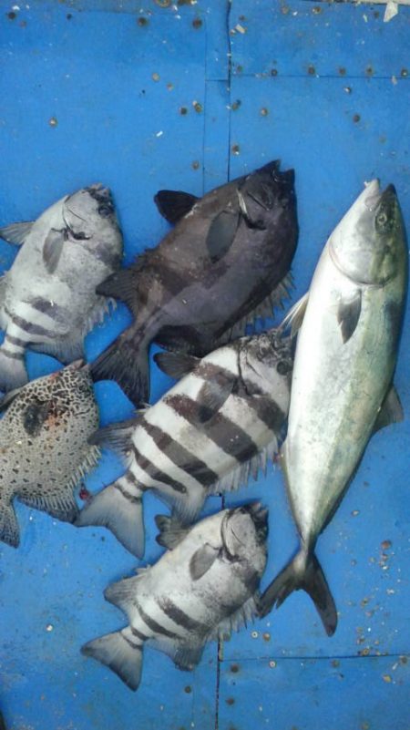 石鯛(中型)(小型)外道メジロ