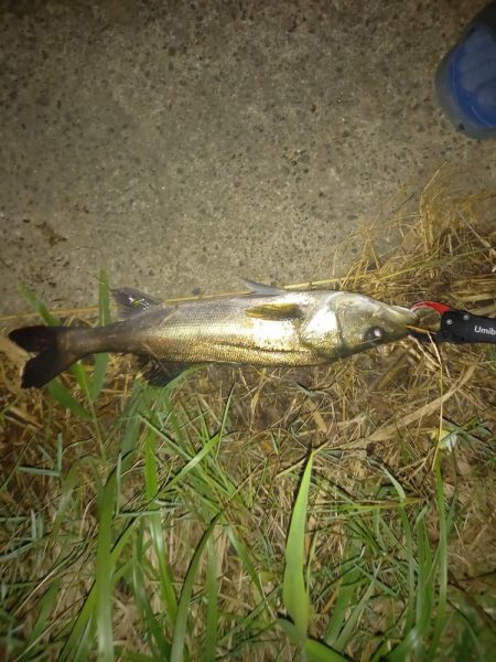 サイレントアサシン99Fは凄い