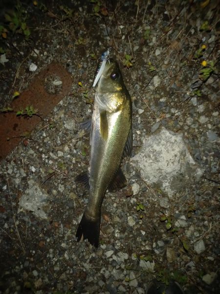 強風でラインコントロール出来ず