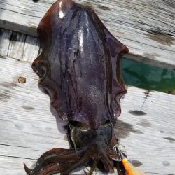 まだ秋の数釣り(^^)