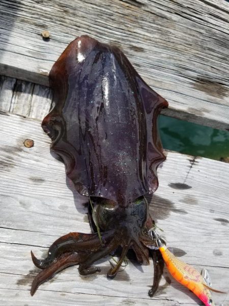 まだ秋の数釣り(^^)