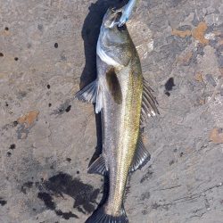 岸際をネチネチと攻めてきました