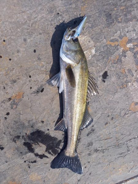 岸際をネチネチと攻めてきました