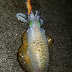 ナイトエギング(^^)v