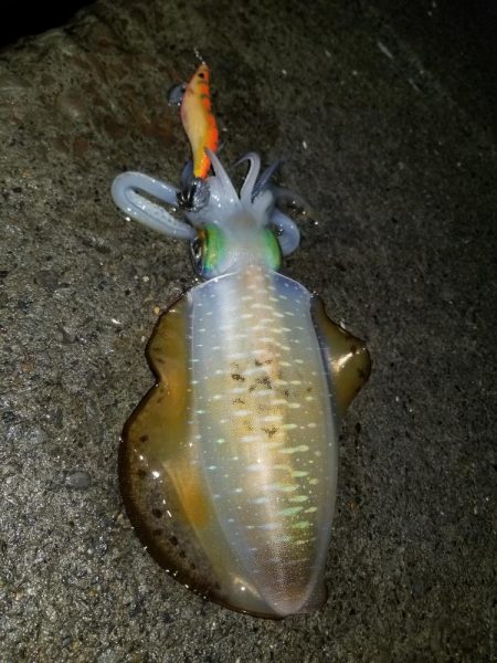 ナイトエギング(^^)v