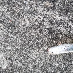 久々のサビキ釣り