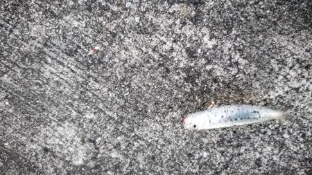 久々のサビキ釣り