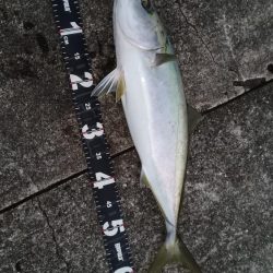 久しぶりムコイチ